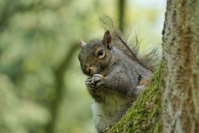 Close-up of squirrel on tree trunk