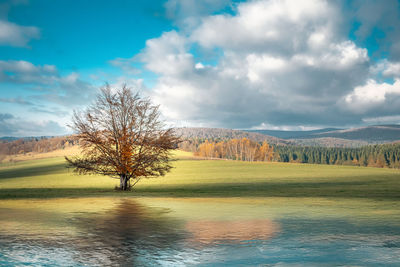 tree