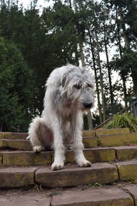 Close-up of dog sitting on steps against trees