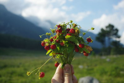 Close-up of hand holding wild strawberries