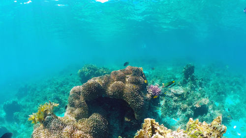 View of coral swimming in sea