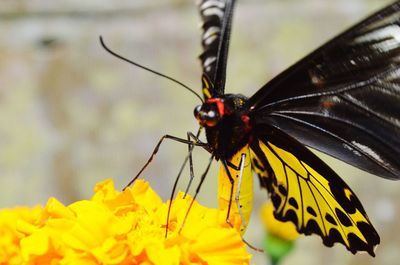 Close-up of butterfly pollinating on yellow flower