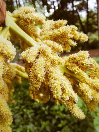 Close-up of yellow flowers blooming