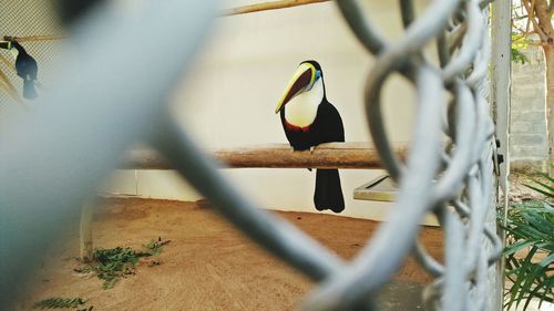 Bird perching on wall