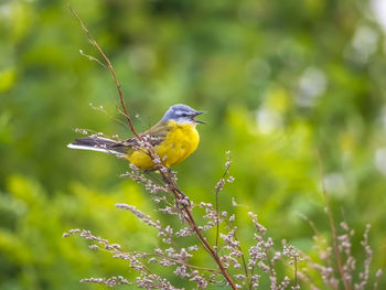 Close-up of bird perching on tree