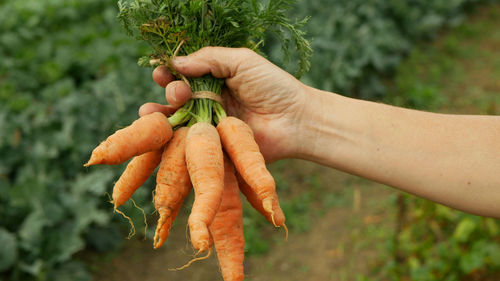 Cropped hand of woman holding plant