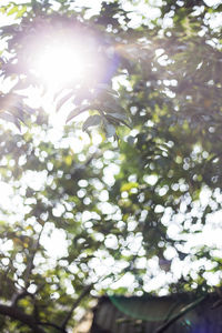 Low angle view of plant on tree