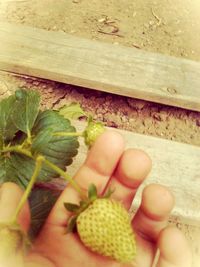 Close-up of cropped hand holding plant