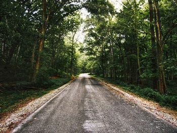 Road amidst trees in forest