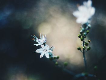 Close-up of white flowering plant