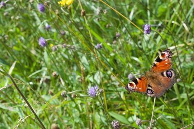 Close-up of butterfly on purple flower