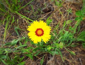 Close-up of yellow flower on field