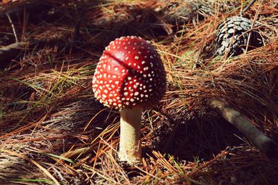 Close-up of mushroom growing on field