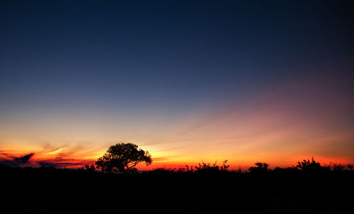 Silhouette of trees at sunset