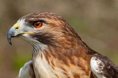 Close-up of hawk