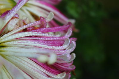 Close-up of wet pink rose flower