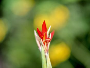 Close-up of red flowering plant