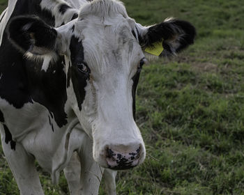 Black and white holstein cow close up with negative space to the right