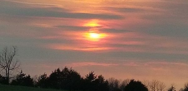 Silhouette of trees during sunset