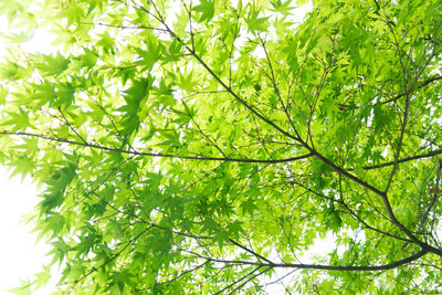 Low angle view of tree leaves