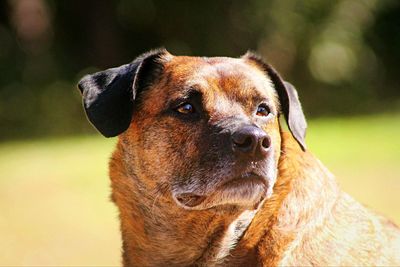 Close-up portrait of brown dog