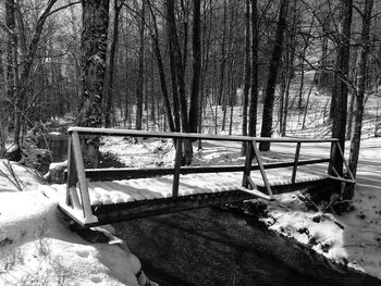 Trees in forest during winter