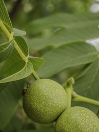 Close-up of green fruit on tree