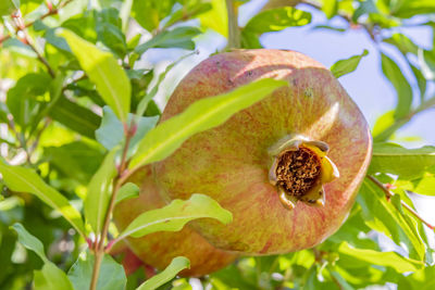 Close-up of fruit growing on tree