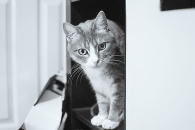 Close-up portrait of cat