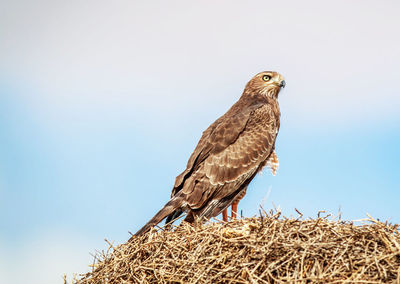 Low angle view of bird perching on hay