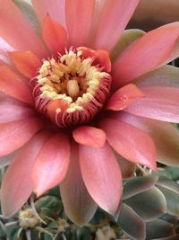 Close-up of pink flower