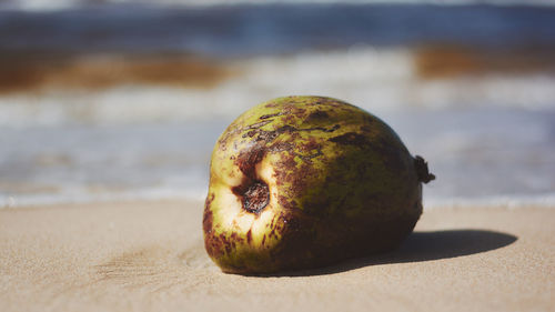 Close-up of coconut on sand at beach