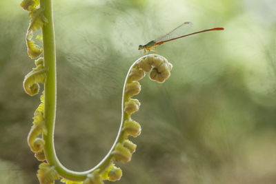 Close-up of insect on plant