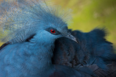 Close-up of bird