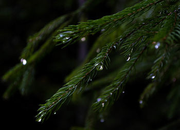 Close-up of raindrops on pine tree