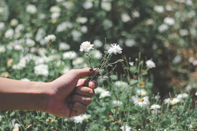 Close-up of hand holding flowering plant