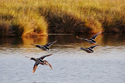 Bird flying over lake