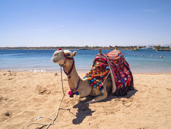 Camel sitting on sand against sea