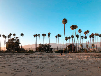 Palm trees on beach against clear sky