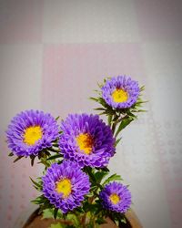 Close-up of purple flowers blooming outdoors