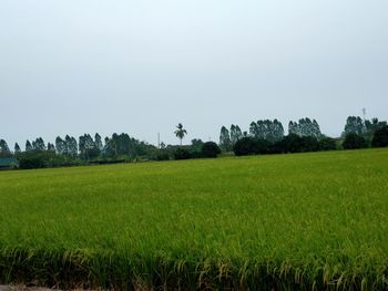 Scenic view of agricultural field against clear sky