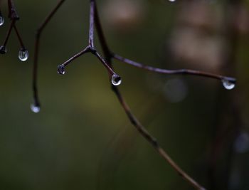 Close-up of water drops on plant