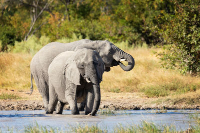 View of elephant drinking water