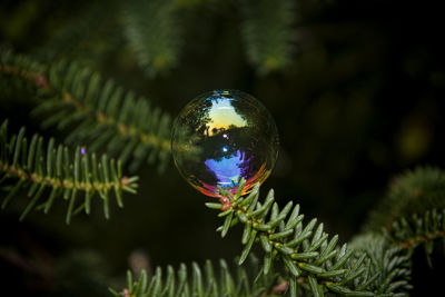 Close-up of christmas tree at night