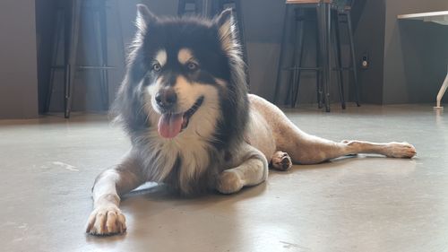 Portrait of dog lying down on floor at home