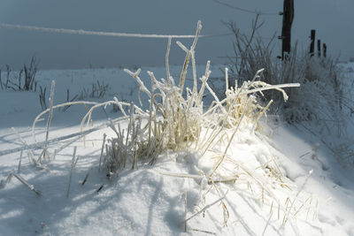 Close-up of frozen field