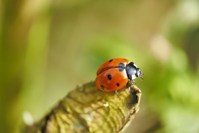 Close-up of ladybug on leaf