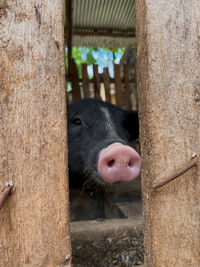 Close-up of big nose 