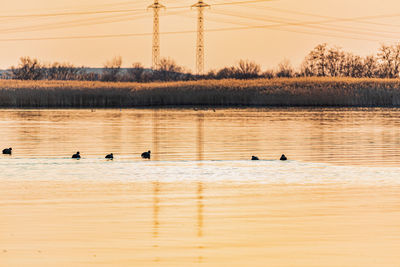 Ducks swimming in lake during sunset