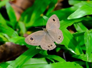 Close-up of butterfly on leaf